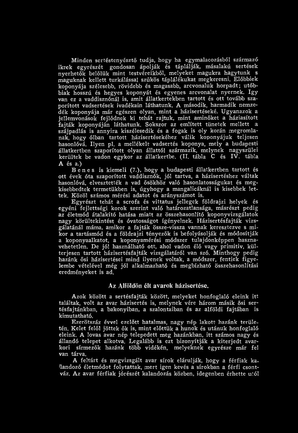 A m ásodik, harm adik nemzedék koponyája m ár egészen olyan, m int a házisertéseké. Ugyanazok a jellemvonások fejlődnek ki tehát rajtuk, m int am inőket a háziasított fajták koponyáján láthatunk.