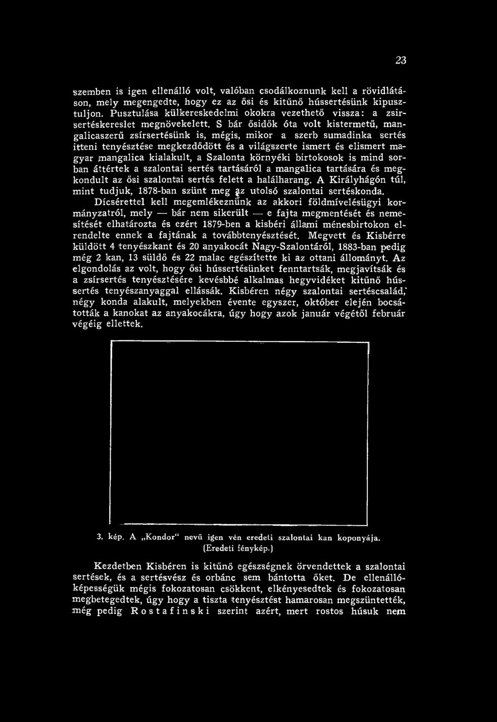 A K irályhágón túl, m in t tu d ju k, 1878-ban szű nt m eg z utolsó szalontai sertéskonda.