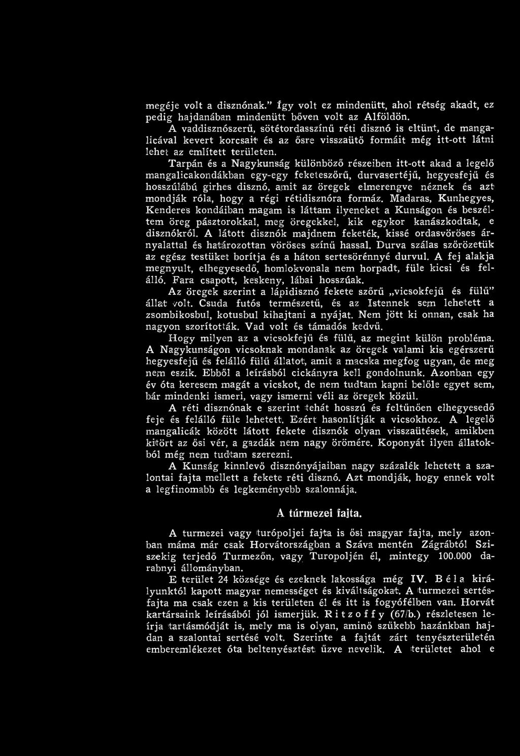 Madaras, Kunhegyes, K enderes kondáiban magam is láttam ilyeneket a K unságon és beszéltem öreg pásztorokkal, meg öregekkel, kik egykor kanászkodtak, e disznókról.