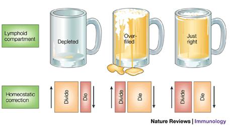 From primary lymphoid organs and through peripheral cell division, the production of lymphocytes occurs continuously.