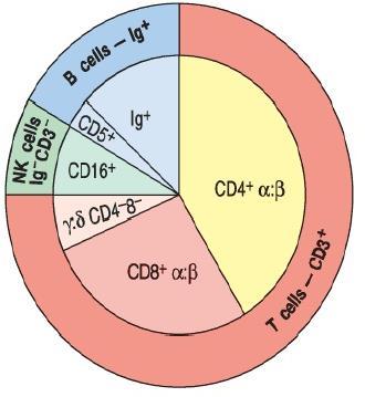 AZ ADAPTÍV IMMUNRENDSZER SEJTJEI B limfociták T limfociták Limfocitapopulációk megoszlása emberi vérben Átlagosan 2 x 10 12 limfoid sejtje van egy felnőtt embernek, ami a teljes testsúlynak mintegy