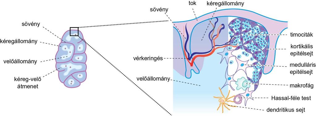 A CSECSEMŐMIRIGY A szegycsont mögött elhelyezkedő, kétlebenyű, rózsaszín képlet; újszülöttkorban 10-13 gramm tömegű, tízéves korig mintegy kétszeresére nő, majd serdülőkortól fokozatosan sorvad.