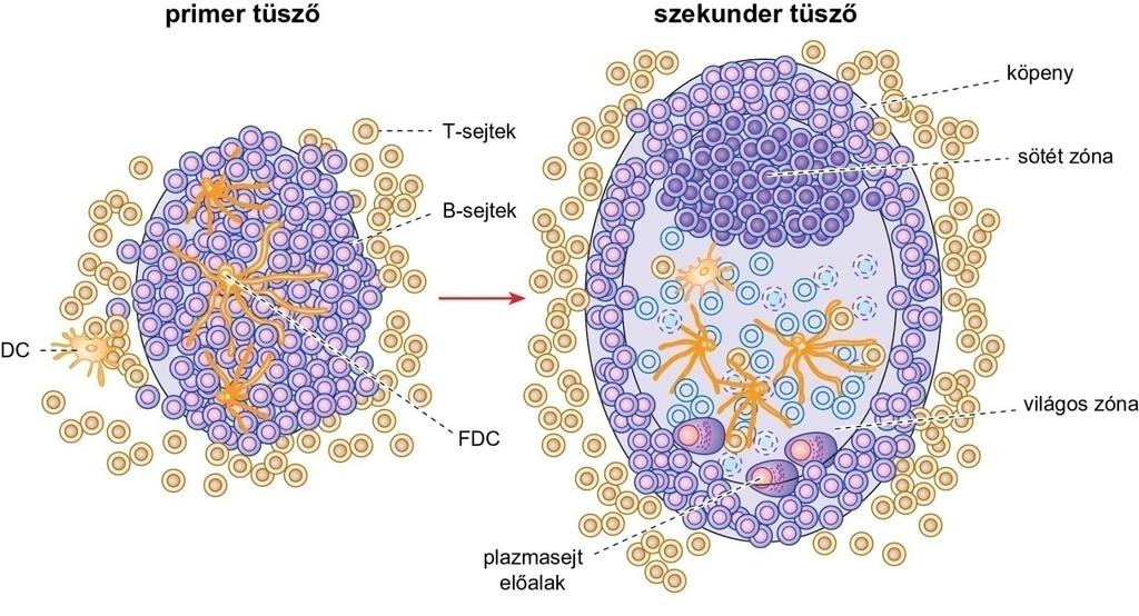 A PRIMER ÉS A SZEKUNDER NYIROKTÜSZŐ SZERKEZETE A másodlagos nyirokszervekben történik a testidegen anyagok felismerése, kiszűrése, az adaptív immunválasz elindítása.