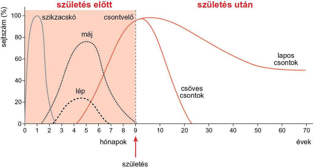 A VÉRSEJTEK KÉPZŐDÉSÉNEK HELYSZÍNEI AZ ÉLET FOLYAMÁN Minden vérsejt a közös hematopoetikus csontvelői őssejtből (Haematopoietic Stem Cell HSC) származik, ami az őssejt-faktor (Stem-Cell Factor SCF)