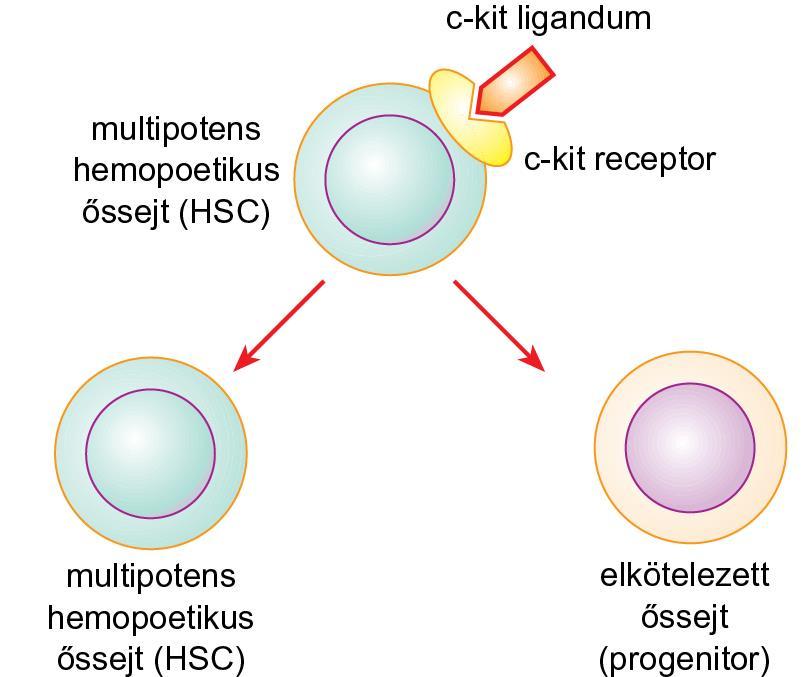 A HEMOPOETIKUS ŐSSEJT ASZIMMETRIKUS OSZTÓDÁSA A multipotens hemopoetikus őssejt (HaematopoieticStem Cell, HSC) biztosítja a szervezet valamennyi vérsejtje képződését az egész élet során.