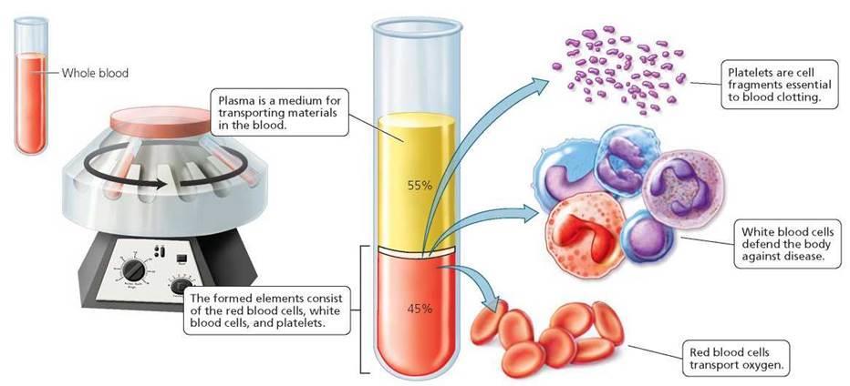A VÉR ÖSSZETEVŐI http://schoolbag.info/biology/humans/14.