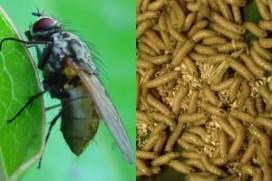 AllAboutFeed News 17 Oct 2012 Insects as sustainable raw material feed Insects can be a permanent part of pig and poultry feed according to a feasibility study of Wageningen University, funded by the