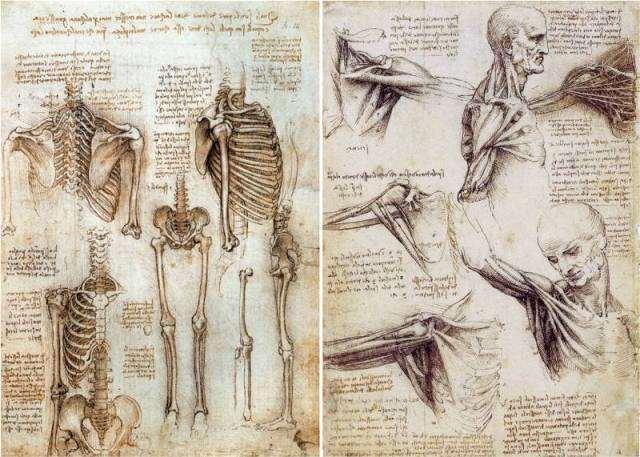 Anatómiai rajzai Az emberi test a tökéletes