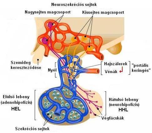 Hipothalamo-hipofizeális rendszer