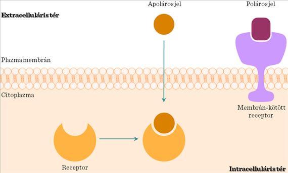 Hormon-receptorok jellemzői A receptorok a plazma membránban vagy a citoplazmában helyezkednek el.