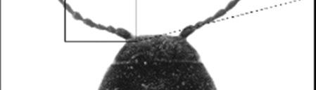 SzalárdiT et al.:layout 1 5/16/17 1:19 PM Page 2 1. ábra: Mezei pattanóbogár (Agriotes ustulatus SCHALLER, 1783) ANYAG ÉS MÓDSZER Figure 1: Click beetle Agriotes ustulatus (SCHALLER, 1783) Az A.