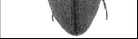 IWgo konferencián beszámolók hangzottak el (Furlan et al. 2002). A hazánkban gyakori fa jok feromonjainak összetételét (Borg-Karlson et al. 1988, Kudryavtsev et al. 1993, Siirde et al.