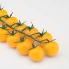 paradicsom Sárgán is ízletes Méret: 16-18 g Erős növekedésű, sárga termés színű fajta.