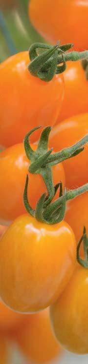 Bamano Narancs színű baby szilva Méret: 11-12 g Generatív növény, fürtmetszést igényel.
