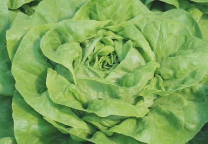 Szabadföldi és fűtetlen fóliás termesztésre javasoljuk. FOSTER FOSTER Nagyméretű, szép piacos fejek HR: BL: 16-35, Nr: 0 Világoszöld levelű, erős növekedésű hajtatási fejes saláta.