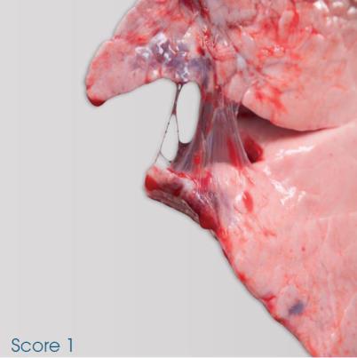 Actinobacillus pleuropneumoniae SPES: slaughterhouse pleurisy