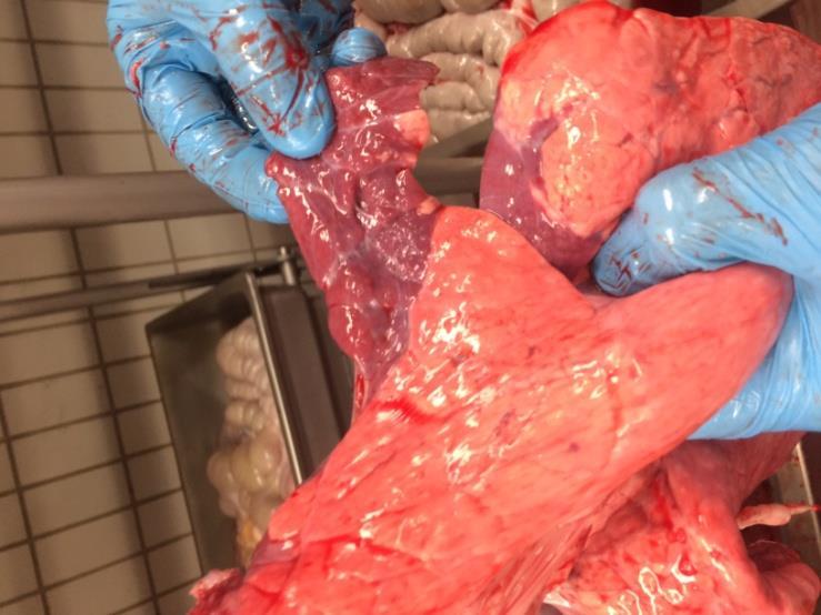Vadászat a (sötét)vörös lebenyekre Sötétvörös lebenyek: (nem fiktív) Mycoplasma hyopneumoniae okozta gennyes bronchopneumonia nagyon