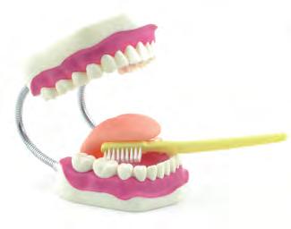 A részben mozgatható nyelvnek valamint a fogíny és a fogak élethű ábrázolásának köszönhetően a helyes fogmosás különösen
