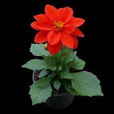 Ageratum, Impatiens,