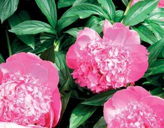 790 PÜNKÖSDI RÓZSA Paeonia, 17