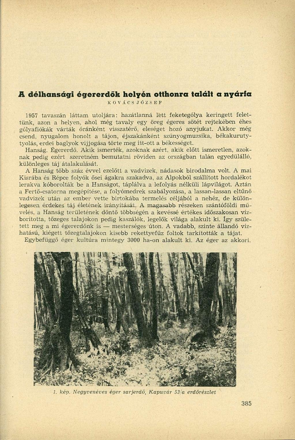 R délhansági égererdők helyén otthonra talált a nyárfa KOVÁCS JÓZSEF 1957 tavaszán láttam utoljára: hazátlanná lett feketególya keringett felettünk, azon a helyen, ahol még tavaly egy öreg égeres