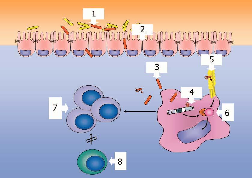 1. ábra: A gyulladásos bélbetegségek pathogenezisének lépései Jelenlegi ismereteink szerint a gyulladásos bélbetegségek pathogenezise az alábbi lépések sorozatából áll (1. ábra).