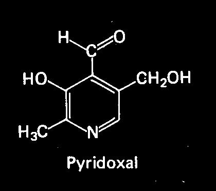 Vitamin B 6 (pyridoxin) koenzim funkció (emberben nincs igazolt hiánytünet)