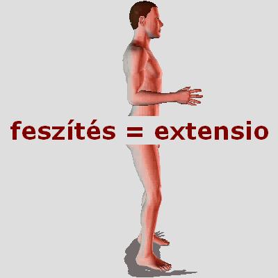 Ízületekben lehetséges Feszítés vagy nyújtás (extensio):