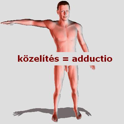 Ízületekben lehetséges mozgások Közelítés