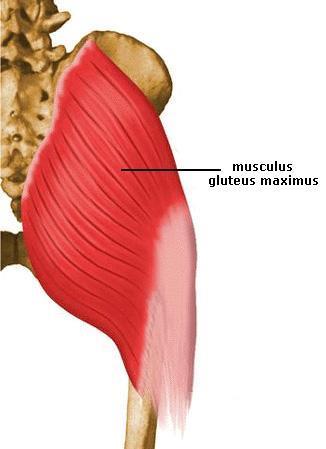 kis farizom (musculus gluteus minimus)