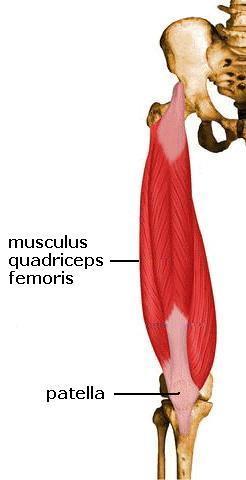 a comb izmai - elől találhatók a feszítő izmok: négyfejű combizom (musculus quadriceps femoris).