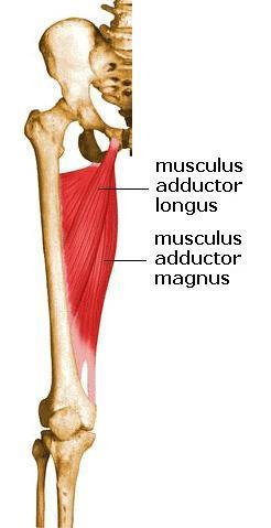 Belső oldalon helyezkednek el a közelítő izmok: hosszú közelítő izom (musculus adductor longus) és a karcsúizom (musculus gracilis) alatt