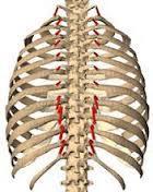 4. bordaemelő izmok (musculi levatores costarum): erednek: a 7. nyakcsigolyától a 9.