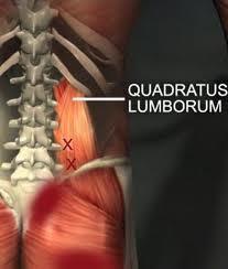Négyszögű ágyékizom (m. quadratus lumborum) Csípőtaréj hátsó részét köti össze a XII. bordával Néhány rostja az I-IV.