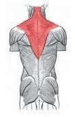 FELÜLETES HÁTIZMOK Felületes hátizmok: Csuklyásizom (m. trapezius) Eredés: nyakszirtcsonttól a XII.