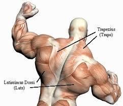FELÜLETES HÁTIZMOK Széles hátizom: (m. latissimus dorsi) Eredés: VIII-XII.