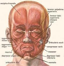 Rágóizmok: halántékizom: (m. temporalis) Halántékcsontról ered, állkapocson tapad Működés: Fogsort zárja Rágóizom: (m.