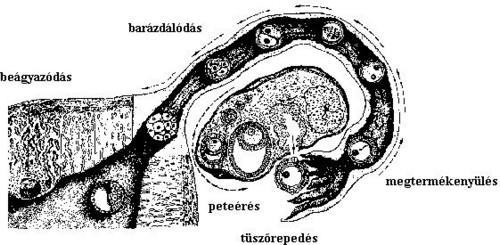 Az embrio