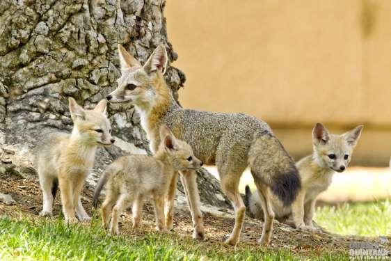 Urbanizáció és természetvédelem Kitróka (Vulpes macrotis mutica) Észak-Amerika veszélyeztetett faja