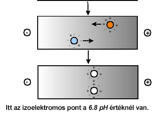 találhatóak, ha változik a közeg ph-ja össztöltésüket megváltoztatják. Pl.