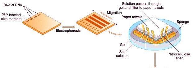 IV./1. Southern Blot 1. A vizsgálandó DNS-t restrikciós enzimekkel emésztjük. 2.