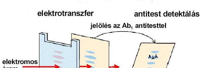 IV./3. Western Blot 1. SDS-gél 2.