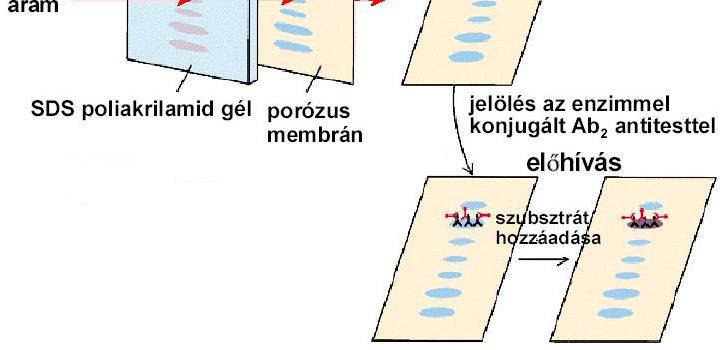 Jelölés elsődleges monoklonális antitesttel ez specifikusan köt 4.