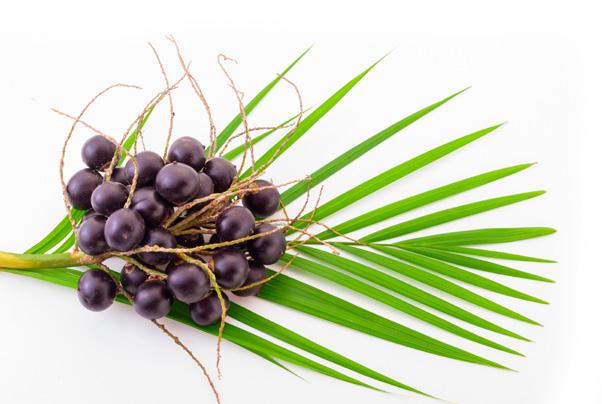 A sült acai káposzta jótékony skorpiócsípés ellen, mely hatása valószínűleg nem érint minket, de ki tudja.