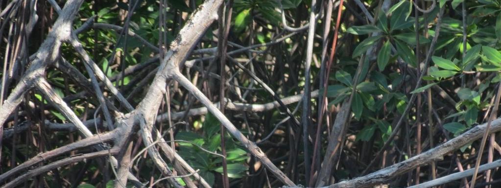 Le sakxiik playero ob wa pihuiuí oba (Tringa semipalmata) yéetel le kóomkojo oba táan u je elsikuba ob ti le ka anantsilil ku máansiko ob ikil u janalo