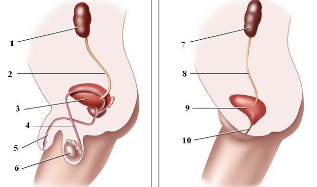 4. Miért különleges a 3-as képlet hámja? http://www.med.umich.edu/1libr/aha/urinary.jpg V.