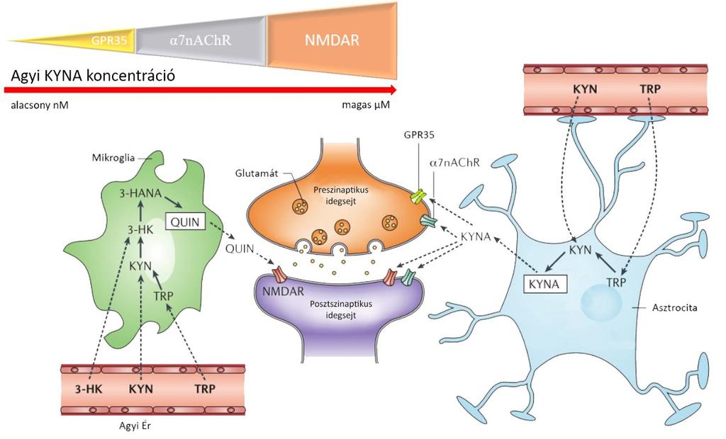 Ca 2+ -csatorna jól ismert kulcsmediátor a preszinaptikus neurotranszmitter felszabadulásban (Su és mtsai., 2012). 2. ábra.