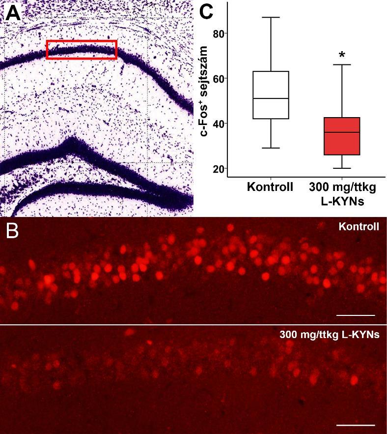 6.2 Az L-KYNs kezelés c-fos fehérje kifejeződésre gyakorolt hatásai Annak érdekében, hogy felmérhessük az L-KYNs kezelés okoz-e változást az alap c-fos fehérje expressziós szintben, fluoreszcens
