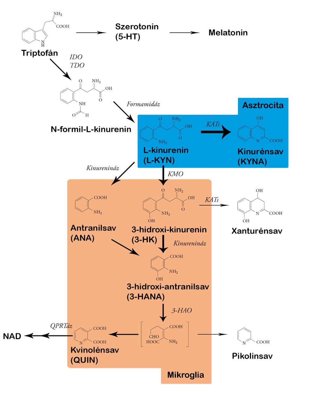 1. ábra. A központi idegrendszer kinurenin metabolizmusa. A központi idegrendszerben a kinurenin metabolizmus két egymástól jól elkülöníthető ágra osztható.