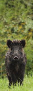 Vaddisznó egyéni vadászat Schwarzwild Einzeljagd Wild boar individual hunting Kan elejtés Abschuß von Keiler Tusker Agyarhossz Waffenlänge Length of tusks I.